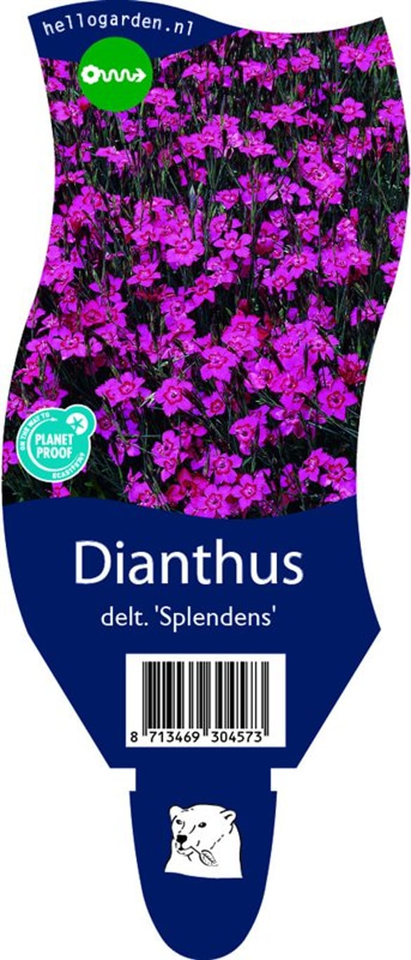 Dianthus delt. 'Splendens' - P11